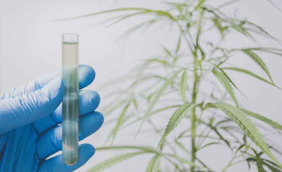 Sérums topiques au CBD et prises sublinguales de CBD offrent une action locale et systémique apaisante.